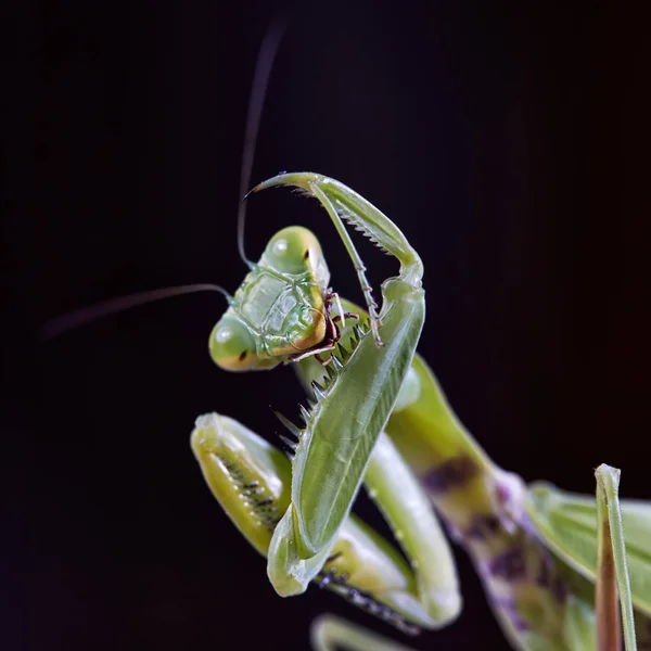 Limpieza de la mantis crimea — Foto de Stock