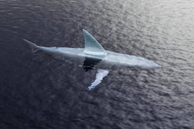 Deniz yüzeyi altında köpekbalığı