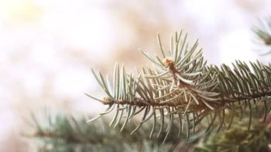 Rüzgar hareketli dalları 