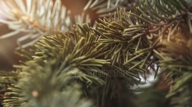 Rüzgar hareketli dalları 