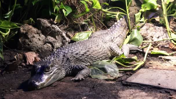 Крокодил или аллигатор, спящий . — стоковое видео