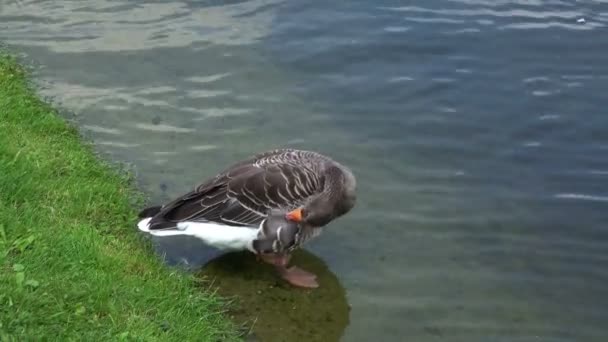 Ente steht in Teichnähe. — Stockvideo