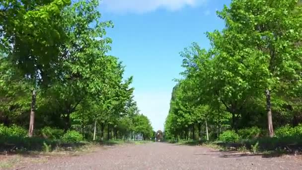 El lapso de tiempo del callejón con árboles — Vídeo de stock