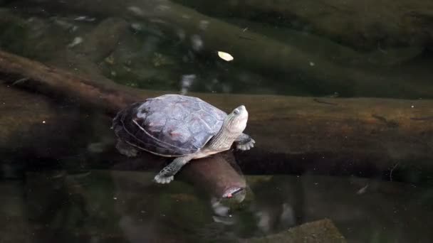 Sköldpadda i ett Pond.Video klipp — Stockvideo