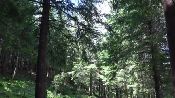 Forêt de pins des Carpates 4K en été .