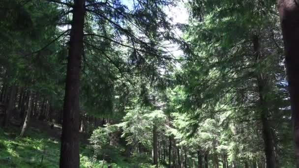 4 k Karpatische Pine Forest in de zomer. — Stockvideo