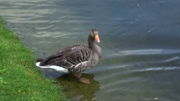 Kachna, stojící nedaleko rybníka. — Stock video