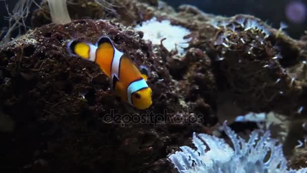 Pesce pagliaccio tropicale Nuoto in mare — Video Stock