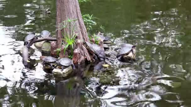 Grup dinlenme kaplumbağaları — Stok video