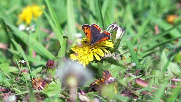 Butterfly Collecting Nectar — Stock Video