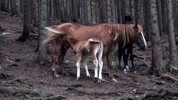 Söt familj av hästar — Stockvideo