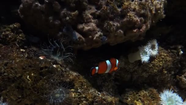 Tropikalne Clownfish pływanie w morzu — Wideo stockowe