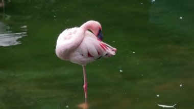 Pembe Flamingo göle yakın çekim görünümü