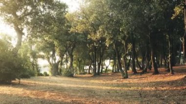 Ormanda güneşli bir gün.