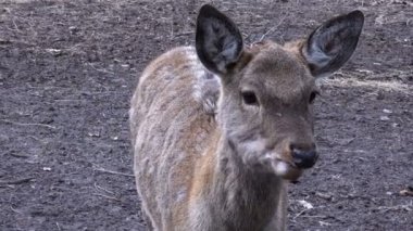 Deer Park görünümünü yakın çekim.