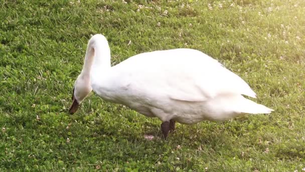 Cisne blanco en un prado con sol . — Vídeos de Stock