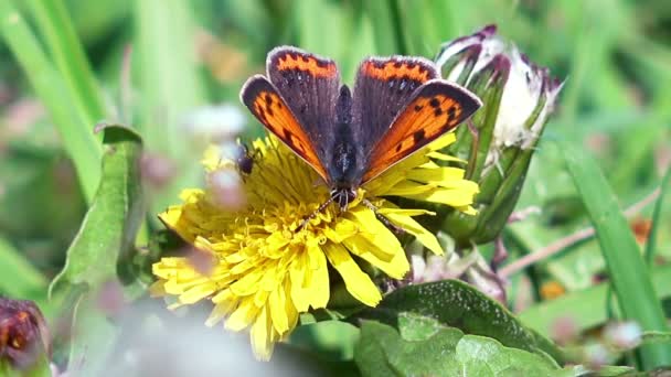 Nahaufnahme von Schmetterling — Stockvideo