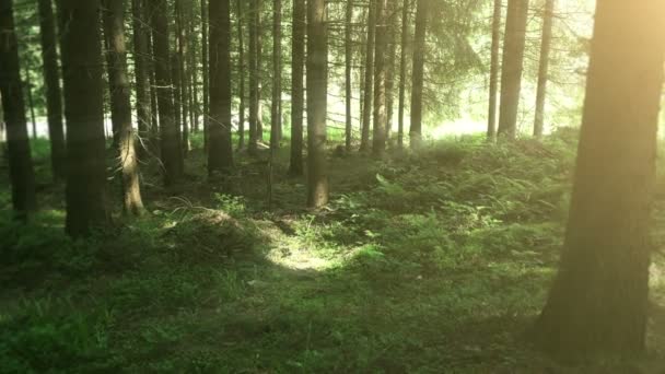 Troncos de árboles en el bosque con luz solar . — Vídeo de stock