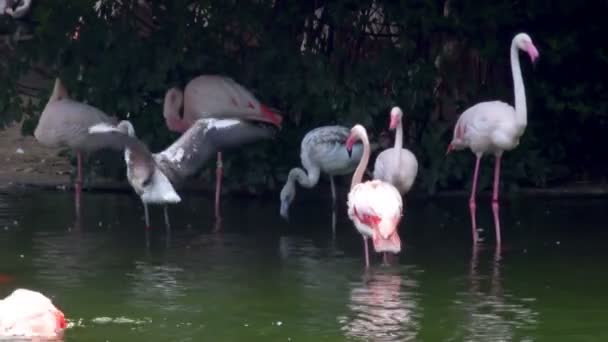 Gölde pembe flamingolar. — Stok video
