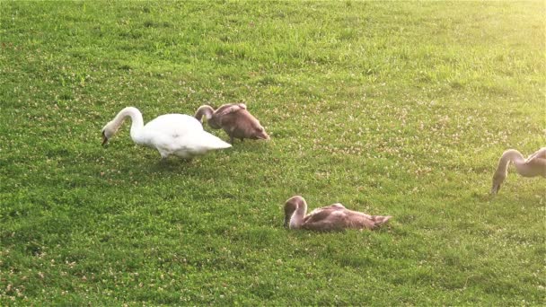 Cisnes brancos em um prado com sol brilhar — Vídeo de Stock