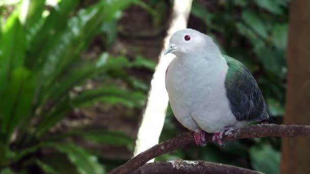 Tropentaube im Park — Stockvideo