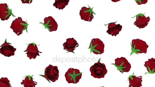 Caduta rose rosse — Video Stock