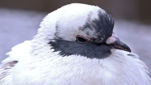 Gros plan Vue d'un pigeon blanc — Video