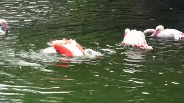 Flamencos rosados en el lago — Vídeo de stock
