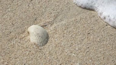 4 k yakın çekim deniz kabuğu görünümünü 