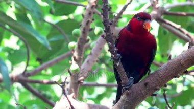 Dalda oturan 4 k tropik papağan