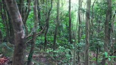 Güneş ışığı ile tropikal orman 