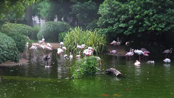 4K Flamingos cor-de-rosa no lago — Vídeo de Stock