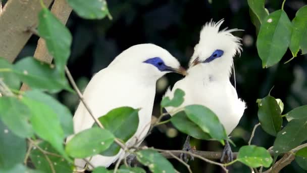 Tropische vogels, zittend op een tak. — Stockvideo