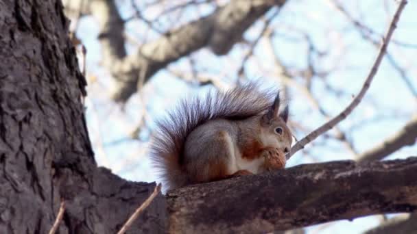 Słodkie wiewiórka siedzi na gałęzi — Wideo stockowe