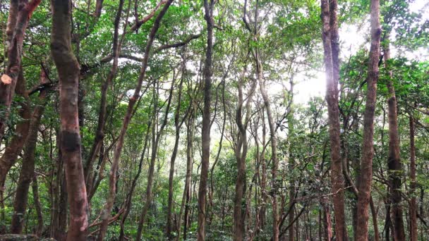 Selva com luz do sol rompendo árvores — Vídeo de Stock