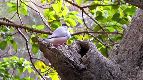 가지에 앉아 새의 4 k 그룹 — 비디오