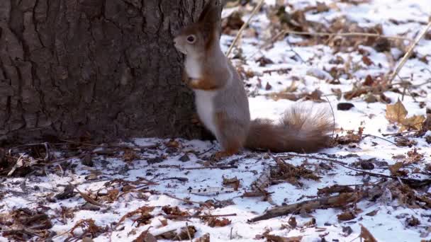 Esquilo bonito na floresta de inverno — Vídeo de Stock