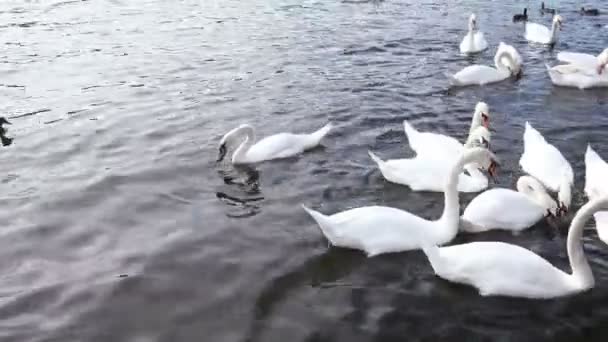Alimentación de cisnes blancos . — Vídeo de stock