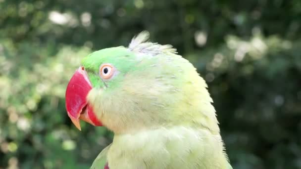 Pappagallo tropicale seduto sul ramo . — Video Stock