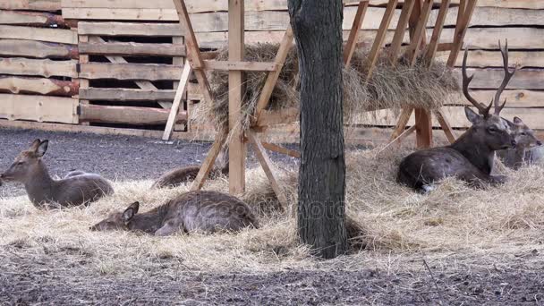 Coppia di cervi nel parco . — Video Stock