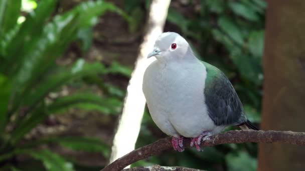 Tropentaube im Park. — Stockvideo