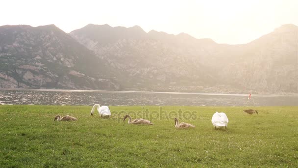 White Swans in a Meadow with Sun Shine. — Stock Video