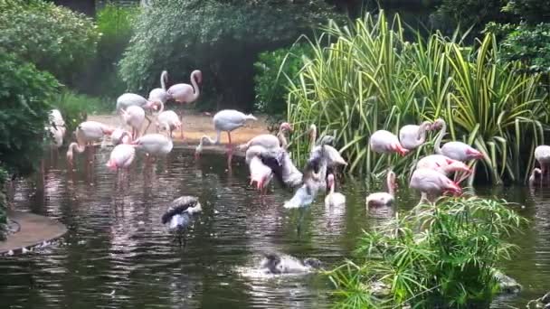 Gölde pembe flamingolar. — Stok video