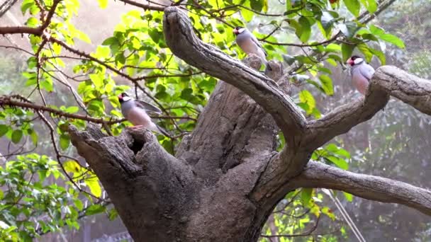 Grupo 4K de aves sentadas en una sucursal . — Vídeos de Stock