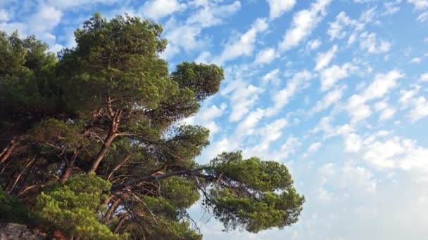 4 k ağaç dalları ve güzel bulutlu gökyüzü — Stok video