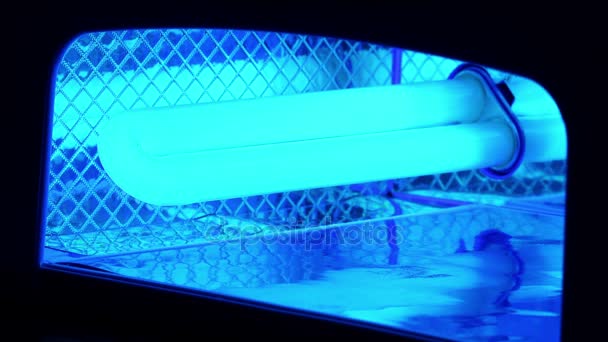 UV lambası çivi kurutma makinesi açmak — Stok video