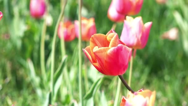 Vista de cerca de los coloridos tulipanes — Vídeo de stock