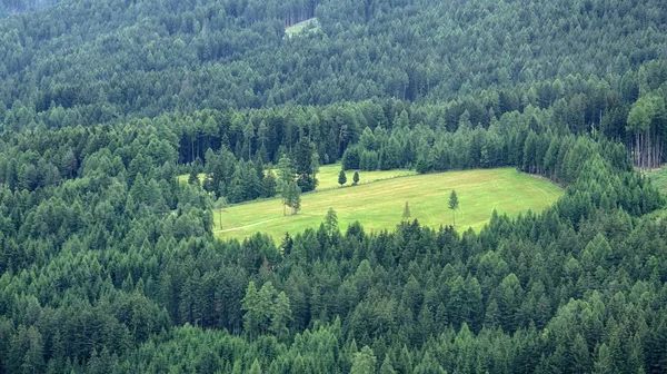 Prado na floresta de Alpen — Fotografia de Stock