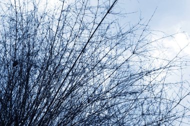 Bambu mavi gökyüzü üzerinde