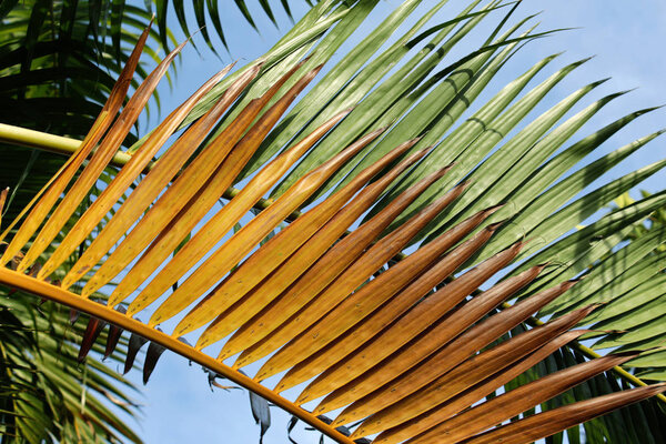 Palm tree leaves